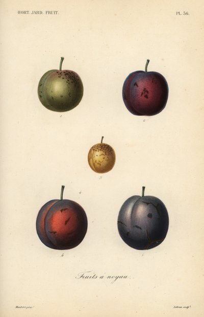 Švestky a švestky, Prunus domestica od Unbekannt