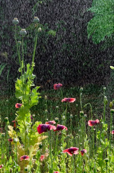 Květy máku (Papaver somniferum) a semínko v letním lijáku, Gower, Jižní Wales (foto) od Unbekannter Künstler