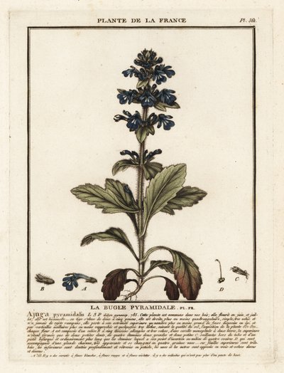 Pyramidální polnice, Ajuga pyramidalis. od Unbekannter Künstler