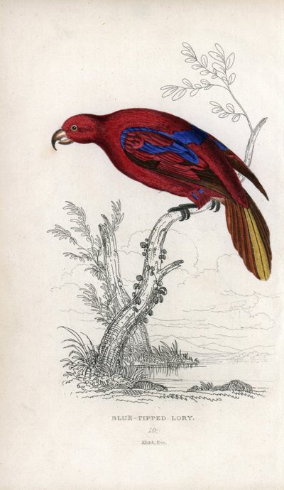 Lori červený, Eos rubra. Psittacus caeruleatus. Litografie Josepha Kidda podle kresby Johna Audubona v Miscellany of Natural History: Lauder a kapitán Thomas Brown, vydaném v Edinburghu ve Skotsku v roce 1833. od Unbekannter Künstler