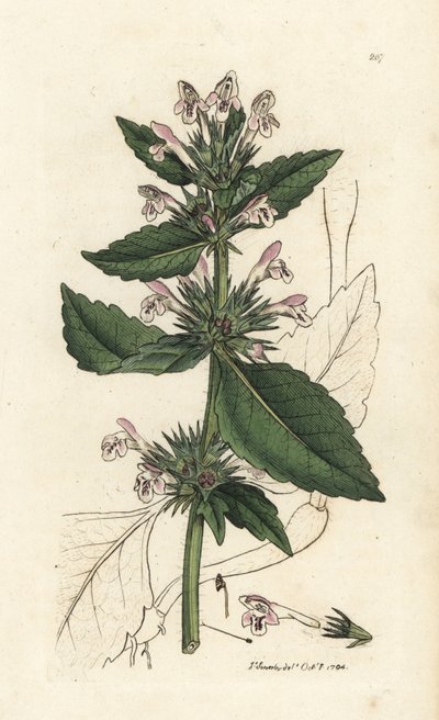 Konopice červená, Galeopsis tetrahit (Red nettle) Ručně kolorovaná mědirytina od Jamese Sowerbyho z knihy James Smith
