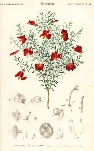 Červená leschenaultia, Leschenaultia formosa., 1849 (rytina) od Unbekannter Künstler