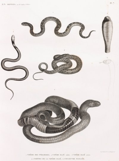 Plazi: série ilustrací hadů od Unbekannt