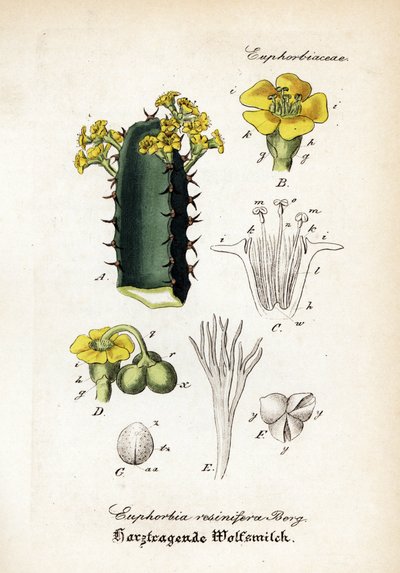Pryskyřník pryskyřníkovitý, Euphorbia resinifera. Ručně kolorovaná mědirytina z publikace Dr. Willibald Artus