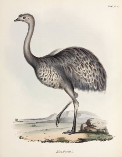 Rhea, Jižní Amerika, c 1832-1836 od Unbekannter Künstler