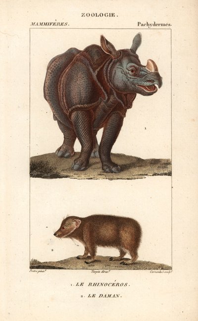 Rhinoceros et daman ou clade - Eau forte od Jeana Gabriela Pretreho (1780-1845), vyryl Carnonkel, pro slovník přírodních věd: savci od Frederica Cuviera, upravil Pierre Jean Francois Turpin (1775-1840), vydal F.G.Levrault v Paříži. od Unbekannter Künstler