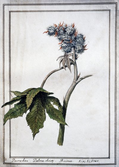 Ricinus communis od Unbekannter Künstler