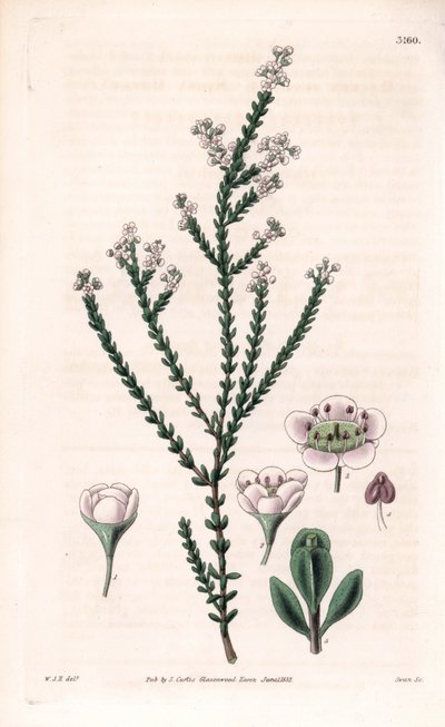 Rock thryptomene, Thryptomene saxicola (Jihozápadní Austrálie skalník keř) (Stony baeckea, Baeckea saxicola). Ručně kolorovaná mědirytina od Swana podle ilustrace Williama Jacksona Hookera z "Botanical Magazine" Samuela Curtise, Londýn. od Unbekannter Künstler