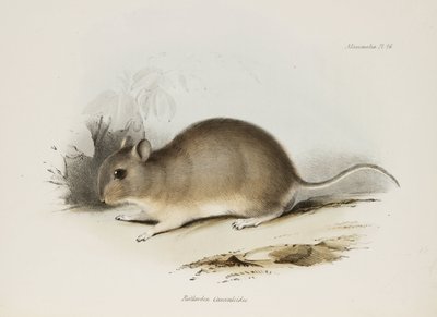 Hlodavec, c 1832-1836 od Unbekannter Künstler
