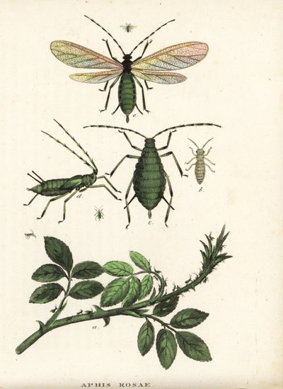 Mšice růžová, Aphis rosae, na růžovém keři. Ručně kolorovaná litografie z přírodovědné galerie Georga Friedricha Treitschkeho, Naturhistorischer Bildersaal des Thierreiches, Liepzig-1842. od Unbekannter Künstler