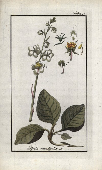 Pyrola okrouhlolistá (Pyrola rotundifolia). Litografie z knihy "Afbeelding der Artseny-Gewassen" od Johannese Zorna (1739-1799), Nizozemsko. od Unbekannter Künstler