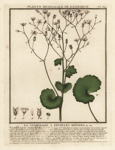 Lomikámen okrouhlolistý, Saxifraga rotundifolia. od Unbekannter Künstler