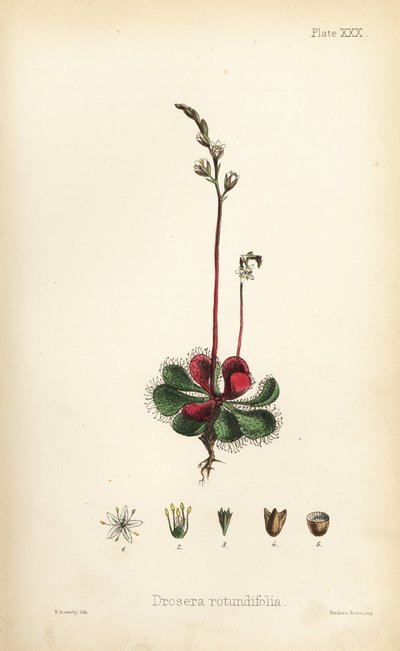 Rosnatka okrouhlolistá, Drosera rotundifolia. Ručně kolorovaná litografie Henryho Sowerbyho z knihy Edwarda Hamiltona Flora Homeopathica, Bailliere, Londýn. od Unbekannter Künstler