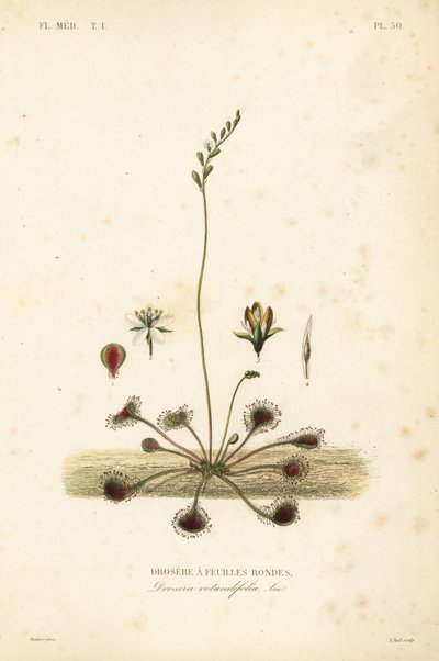 Rosnatka okrouhlolistá nebo rosnatka obecná, Drosera rotundifolia, Droserie a feuilles rondes od Unbekannt