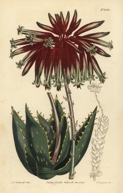 Rubble aloe nebo miter aloe, Aloe perfoliata (Last miter aloe, Aloe mitraeformis brevifolia) od Unbekannt