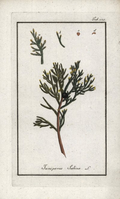 Jalovec sabinský (Juniperus sabina). Litografie z knihy "Afbeelding der Artseny-Gewassen" od Johannese Zorna (1739-1799), Nizozemsko. od Unbekannter Künstler
