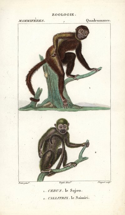 Sajou neboli saphogano neboli kapucín a saimiri neboli veverka - Eau forte od Jeana Gabriela Pretreho (1780-1845), vyryl Carnonkel, pro slovník přírodních věd: savci od Frederica Cuviera, vydal Pierre Jean Francois Turpin (1775-1840), vyd. od Unbekannter Künstler