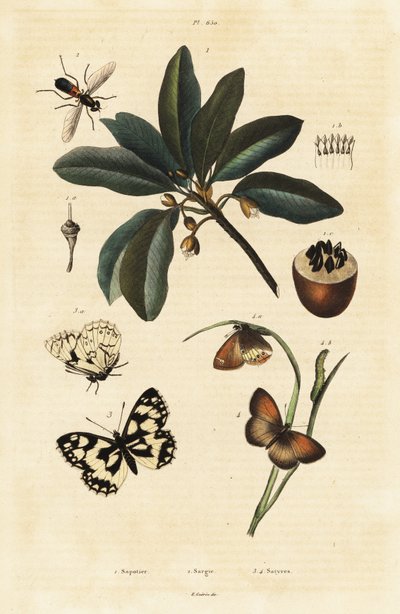 Sapodilla a můry. od Unbekannter Künstler