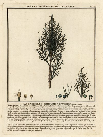 Savin jalovec nebo savin, Juniperus sabina. od Unbekannter Künstler
