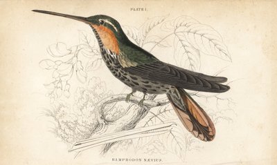 Kolibřík pilovitý, Ramphodon naevius (Kolibřík pilovitý). Ručně kolorovaná ocelorytina Williama Lizarse z Přírodovědné knihovny sira Williama Jardina: Lizars: Ornithology: Hummingbirds, Edinburgh, W.H. Lizars od Unbekannter Künstler