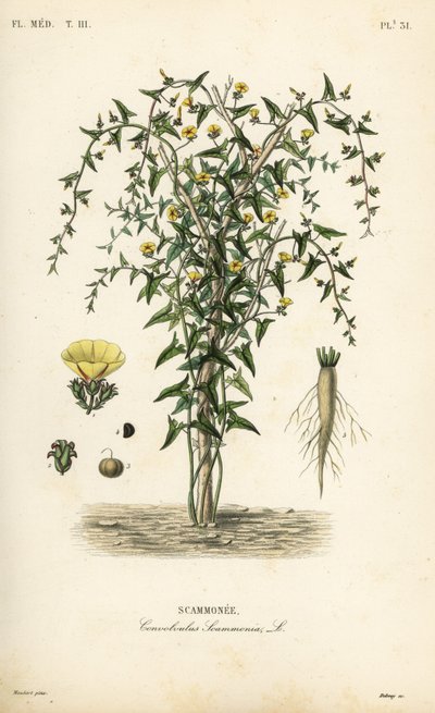 Scammony, Convolvulus scammonia, Scammonee od Unbekannt