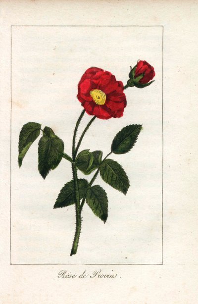 Šarlatová provensálská růžová, růže z Provins, Rosa gallica. Ručně kolorovaná mědirytina ilustrace slečny Prudhommeové z knihy "Hommage rendu a la Rose", Paříž, asi 1815. Dárková kniha s historií růže a tuctem botanických miniatur. od Unbekannter Künstler
