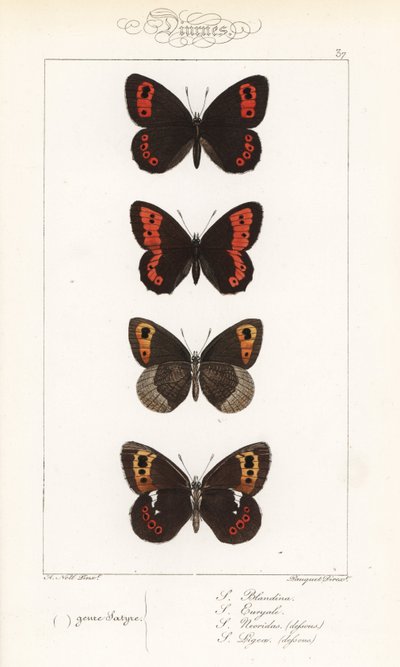 argus skotský, Erebia aethiops, kroužkovec velký, Erebia euryale, kroužkovec podzimní, Erebia neoridas (ventrálně), a hnědák arranský, Erebia ligea (ventrálně). Ručně kolorovaná ocelorytina bratří Pauquetů podle ilustrace Alexise Nicolase Noela z knihy Hip od Unbekannter Künstler
