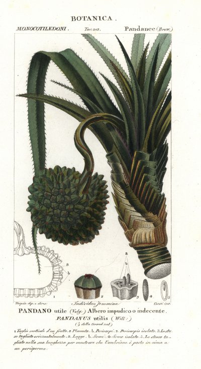 Borovice šroubovitá, Pandanus utilis od Unbekannter Künstler