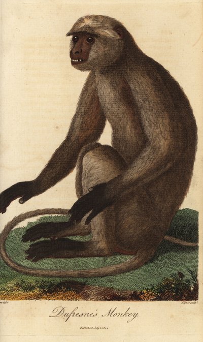 Semnopitheque entelle - langur šedý nebo hanuman langur, Semnopithecus entellus (Dufresne