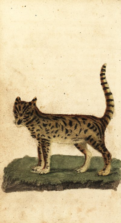 Serval, Leptailurus serval., 1800 (rytina) od Unbekannter Künstler