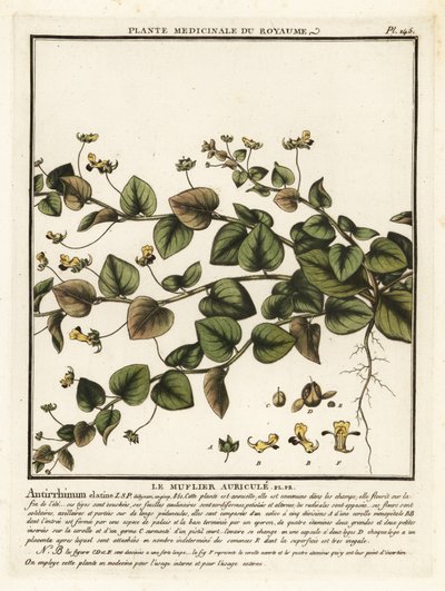 Sharpleaf cancerwort, Kickxia elatine. od Unbekannter Künstler