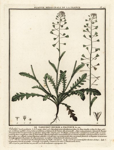 Pastýřská peněženka, Capsella bursa-pastoris. od Unbekannter Künstler