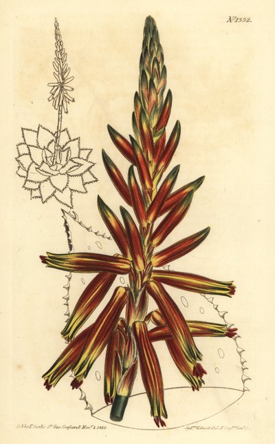 Krátkolistá aloe, Aloe brevifolia var od Unbekannt