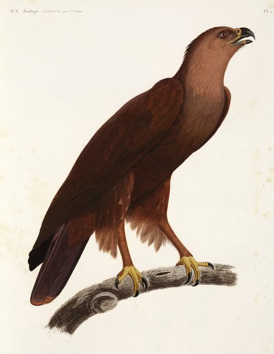 Shrill Eagle, Egypt od Unbekannter Künstler