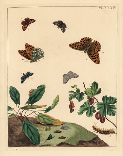 Motýl stříbřitý okáč, Argynnis paphia, můra lesní, Adscita statices, můra L. nebo angreštová, Halia vauaria, drobný motýl měděnka, Lycaena phlaeas, skokan hnědý, Erynnis tages, a keř angrešt, Ribes grossularia. Ručně kolorovaná litografie od Unbekannter Künstler