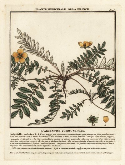 Silverweed, Potentilla anserina. od Unbekannter Künstler