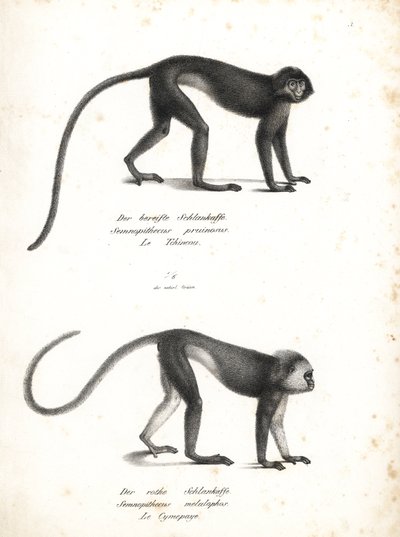 Stříbřitý lutung, Trachypithecus cristatus (Semnopithecus pruinosus) a sumaterský surili, Presbytis melalophos (Semnopithecus melalophos) ohroženi. Litografie Karla Josepha Brodtmanna z knihy Heinricha Rudolfa Schinze Ilustrovaný přírodopis zvířat, Zu od Unbekannter Künstler