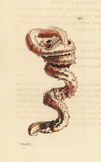 Štěrbinovka, Tenagodus anguinus (Muricated serpula, Serpula muricata). Ilustrace nakreslil a vyryl Richard Polydore Nodder. Ručně kolorovaná mědirytina z knihy George Shawa a Fredericka Noddera The Naturalist
