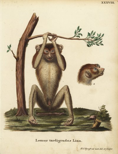 Lemur pomalý neboli lorík červený, Loris tardigradus. Ohrožený. Lemur tardigradus Linn. Ručně kolorovaná mědirytina nakreslená a vyrytá podle přírody Hermannem Jakobem Tyroffem z knihy Johanna Christiana Daniela Schrebera Animal Illustrations after Nature, od Unbekannter Künstler