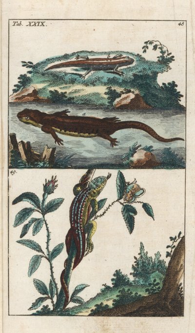 Triton hladký a ještěrka písečná - Silná voda od Gottlieba Tobiase Wilhelma (1758-1811), z Encyklopedie přírodopisu: Obojživelníci od Unbekannter Künstler