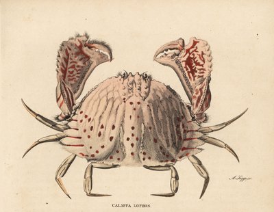 Krab hladký nebo červeně tečkovaný, Calappa calappa (Calappa lophos). Ručně kolorovaná ocelorytina A. Scippa z přírodovědné galerie Georga Friedricha Treitschkeho, Naturhistorischer Bildersaal des Thierreiches, Liepzig-1842. od Unbekannter Künstler