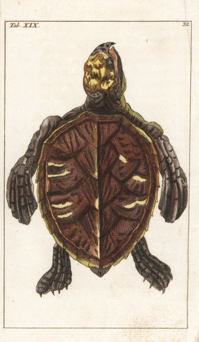 Snack Turtle nebo Scale Turtle - Strong Water od Gottlieba Tobiase Wilhelma (1758-1811), z Encyklopedie přírodopisu: Obojživelníci od Unbekannter Künstler