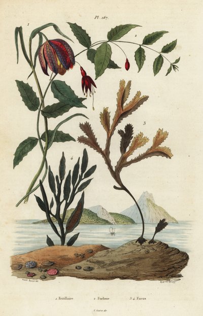 Hadí hlava fritillary, Fritillaria meleagris 1, kolibřík fuchsie, Fuchsia magellanica 2, zubatka, Fucus serratus 3 a Fucus siliqueux 4. Fritillaire, Fuchsie, Fucus od Unbekannt