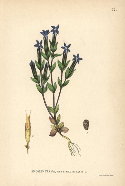 Hořec sněžný, Gentiana nivalis od Unbekannter Künstler