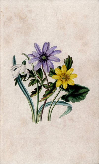 Sněženka podsněžník, sasanka modrá a vlaštovičník malý. Litografie Louisy Anne Twamleyové (1812-1895) v knize Our Wild Flower, Charles Tilt, Londýn, Anglie. od Unbekannter Künstler