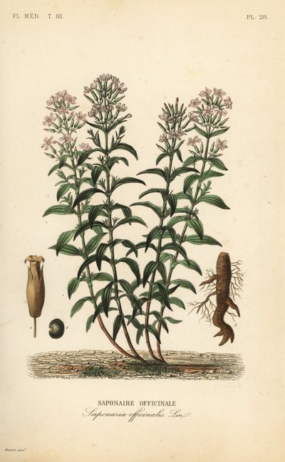 Mydlice nebo mydlice, Saponaria officinalis, Saponaire officinale od Unbekannt