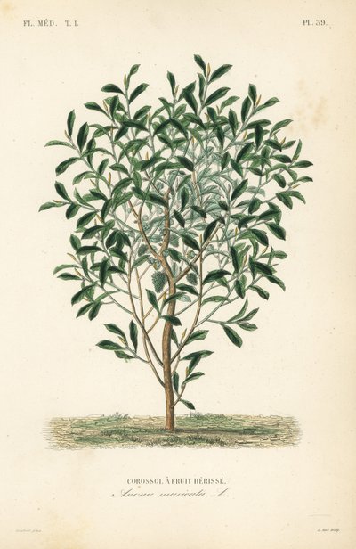 Soursop, graviola nebo strom guyabano, Annona muricata, Corossol a herisse ovocná od Unbekannt