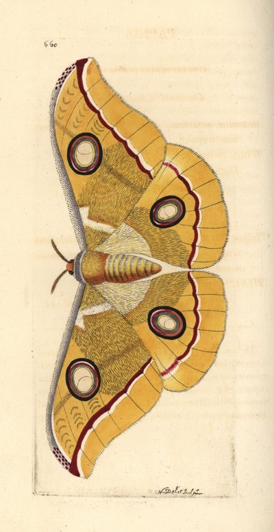 Jihoindická tussore malá, Antheraea paphia (Phalaena paphia). Ilustrace nakreslil a vyryl Richard Polydore Nodder. Ručně kolorovaná mědirytina z knihy George Shawa a Fredericka Noddera The Naturalist
