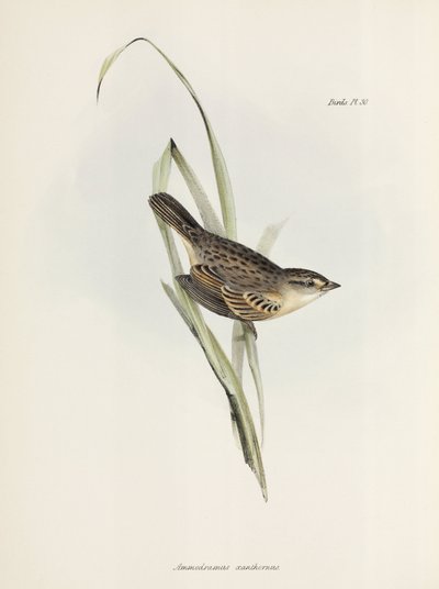 Vrabec nebo pěnkava, c 1832-1836 od Unbekannter Künstler