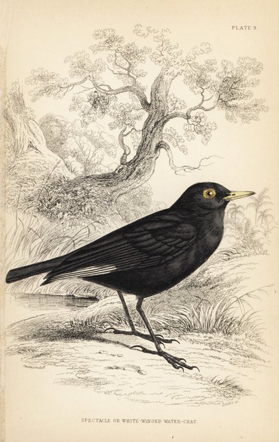 Tyran brýlový, Hymenops perspicillatus (brejlovec nebo bělokřídlý, Perspicilla leucoptera). Ručně kolorovaná ocelorytina Williama Lizarse podle ilustrace Williama Swainsona z Naturalist